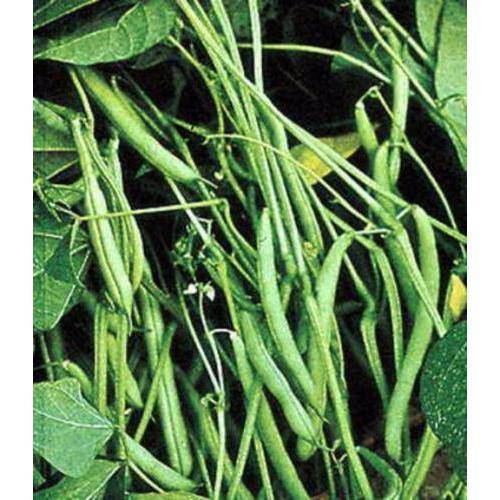 White Half Runner Bean - beyond organic seeds