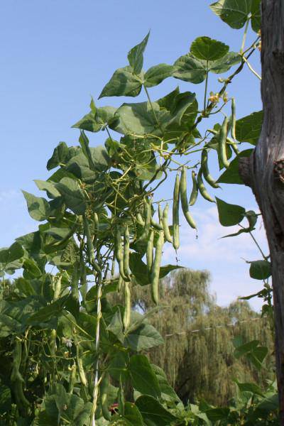 White Half Runner Bean - beyond organic seeds