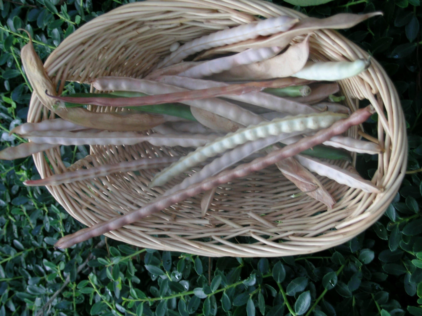 Texas Cream Zipper Peas - beyond organic seeds