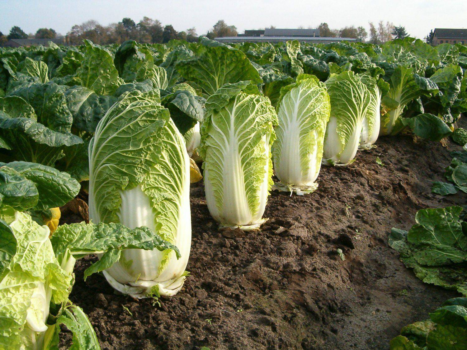 Michihili Chinese Cabbage - beyond organic seeds