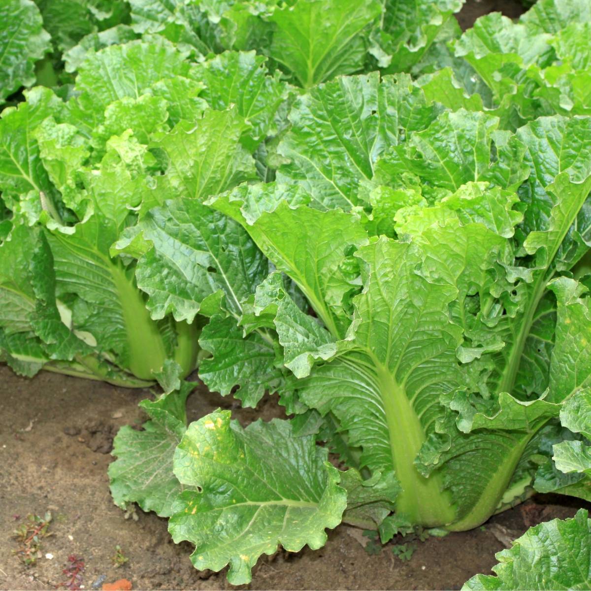 Michihili Chinese Cabbage - beyond organic seeds