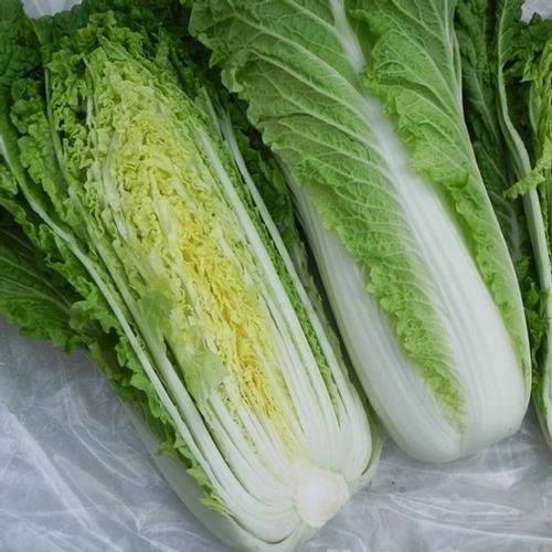 Michihili Chinese Cabbage - beyond organic seeds