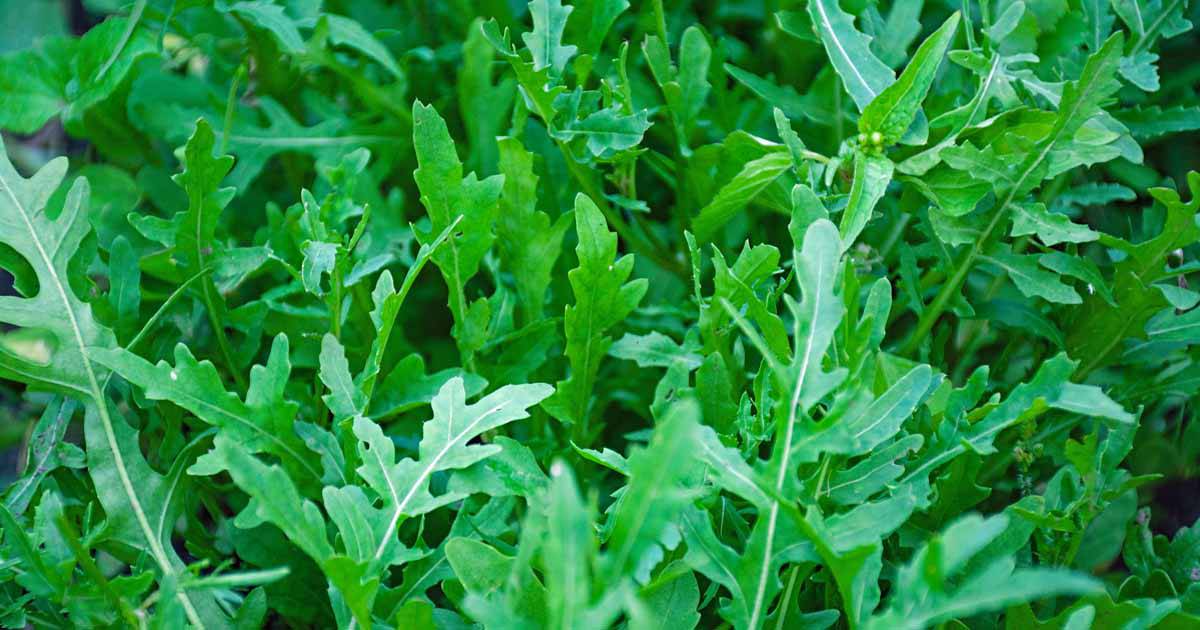 Arugula (the Peppery Green) - beyond organic seeds