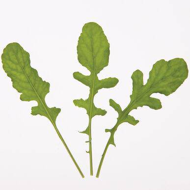 Arugula (the Peppery Green) - beyond organic seeds