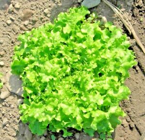 Green ice lettuce - beyond organic seeds