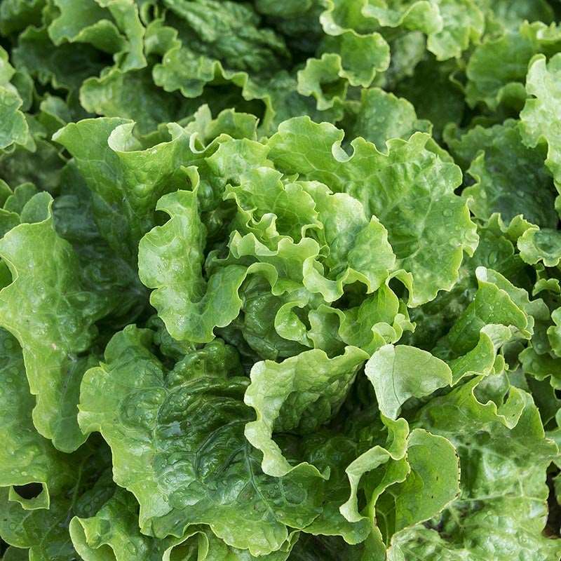 Green ice lettuce - beyond organic seeds