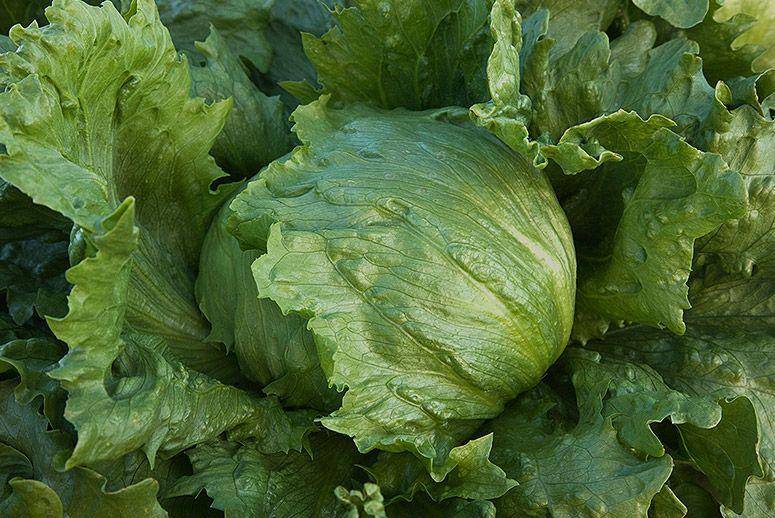 Heirloom Iceberg Lettuce - beyond organic seeds