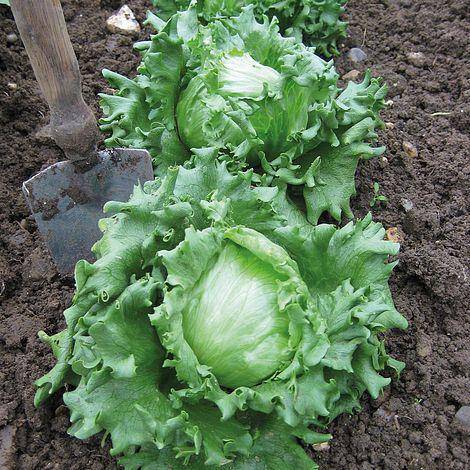 Heirloom Iceberg Lettuce - beyond organic seeds