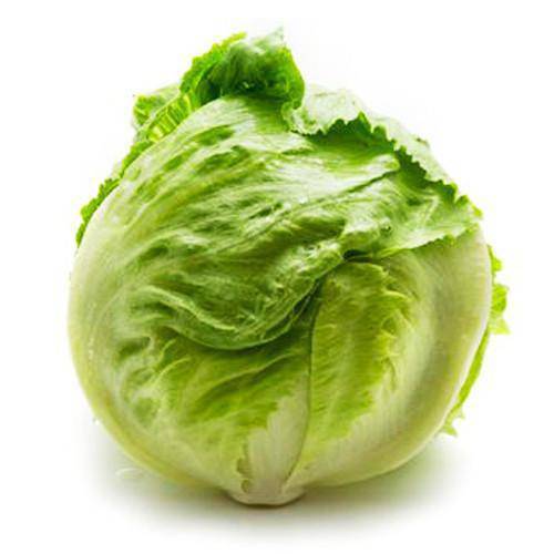 Heirloom Iceberg Lettuce - beyond organic seeds