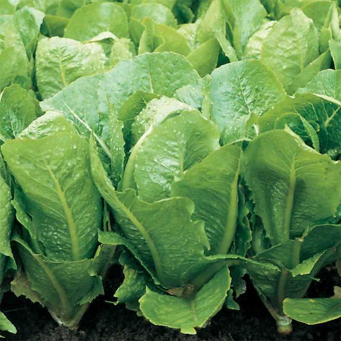 Romaine Heirloom Lettuce - beyond organic seeds