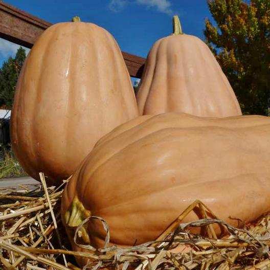 Kentucky Field Pumpkin - beyond organic seeds