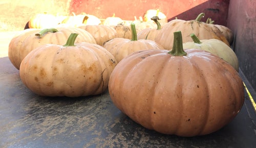 Long Island Cheese Pumpkin - beyond organic seeds