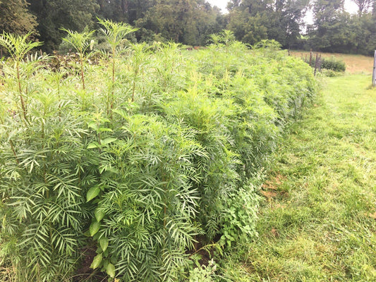 Black Mint Huacatay - beyond organic seeds