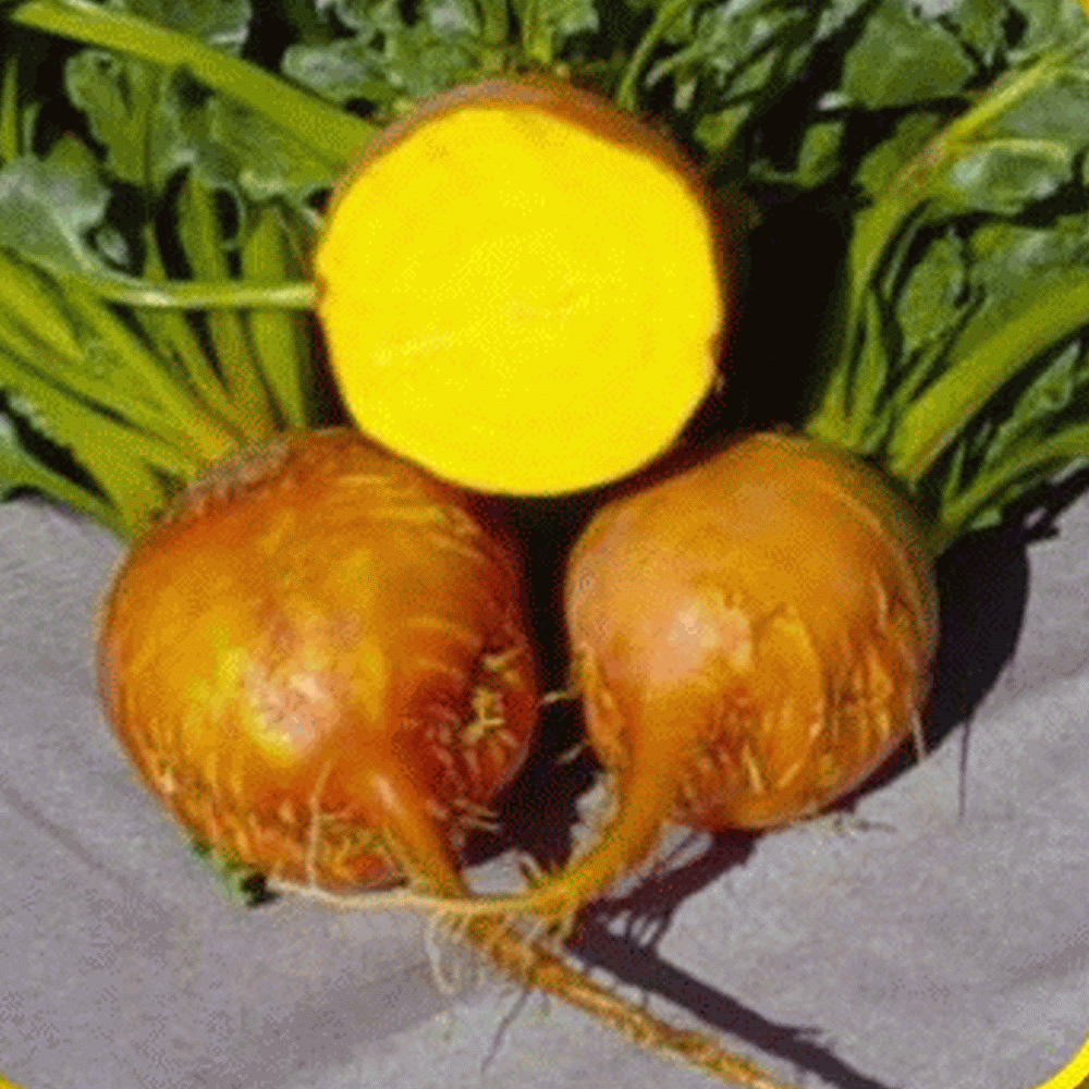 Detroit Golden Beet - beyond organic seeds