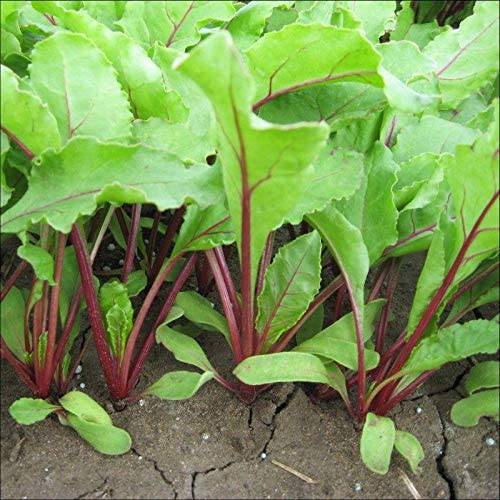 Green Top Bunching Beets - beyond organic seeds