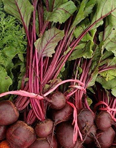 Green Top Bunching Beets - beyond organic seeds