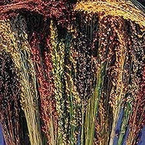 Broom Corn Mixed Colors - beyond organic seeds