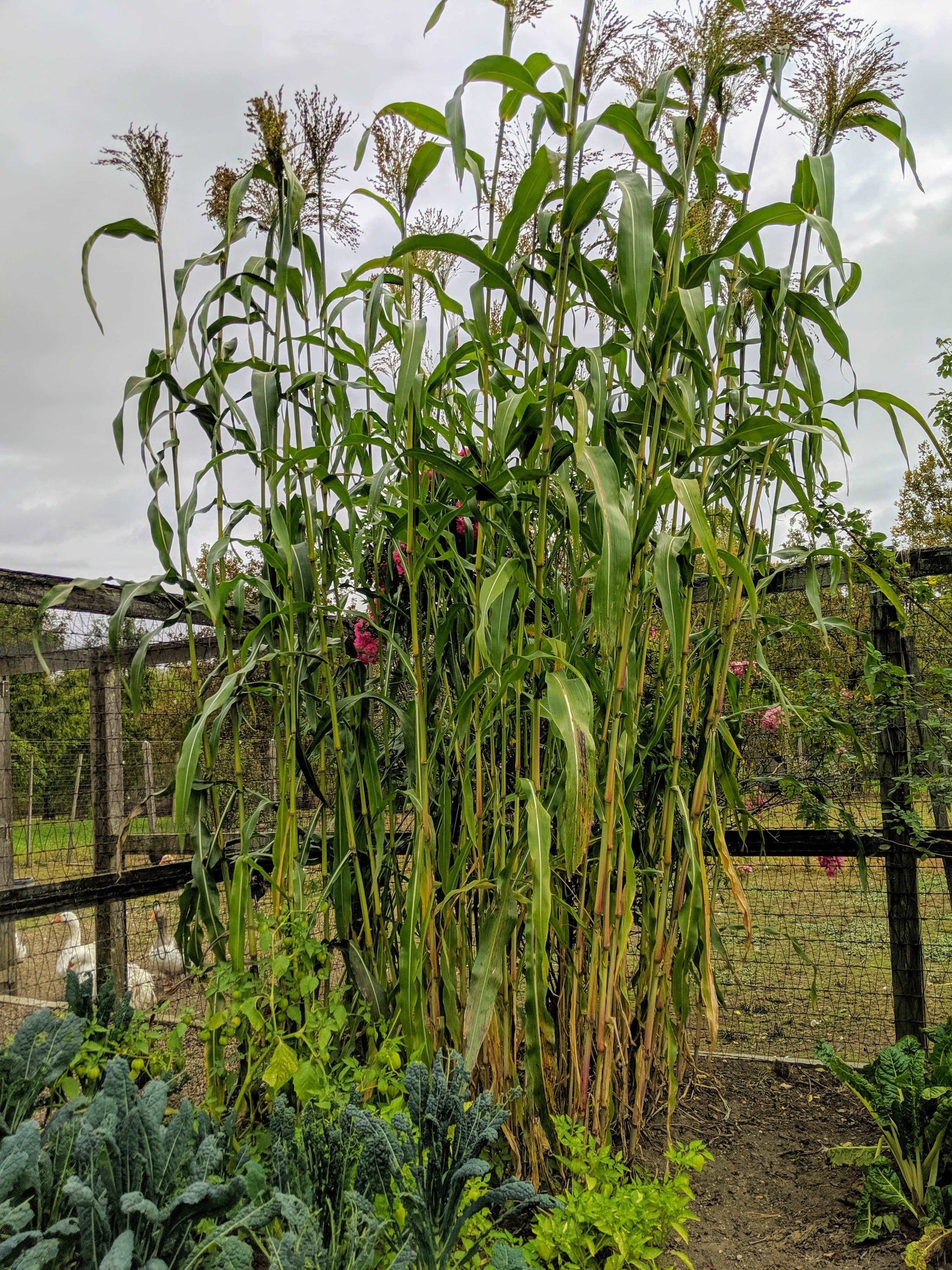 Broom Corn Mixed Colors - beyond organic seeds