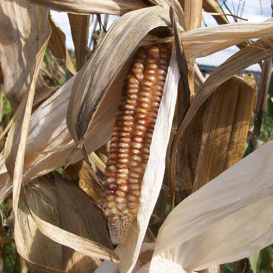 Brown Mini Corn - beyond organic seeds