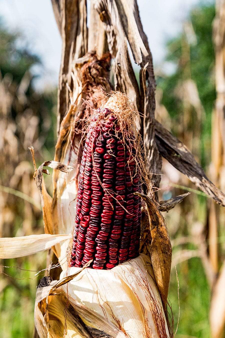 Jimmy Red Corn - beyond organic seeds