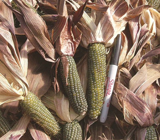 Mini Green Corn - beyond organic seeds