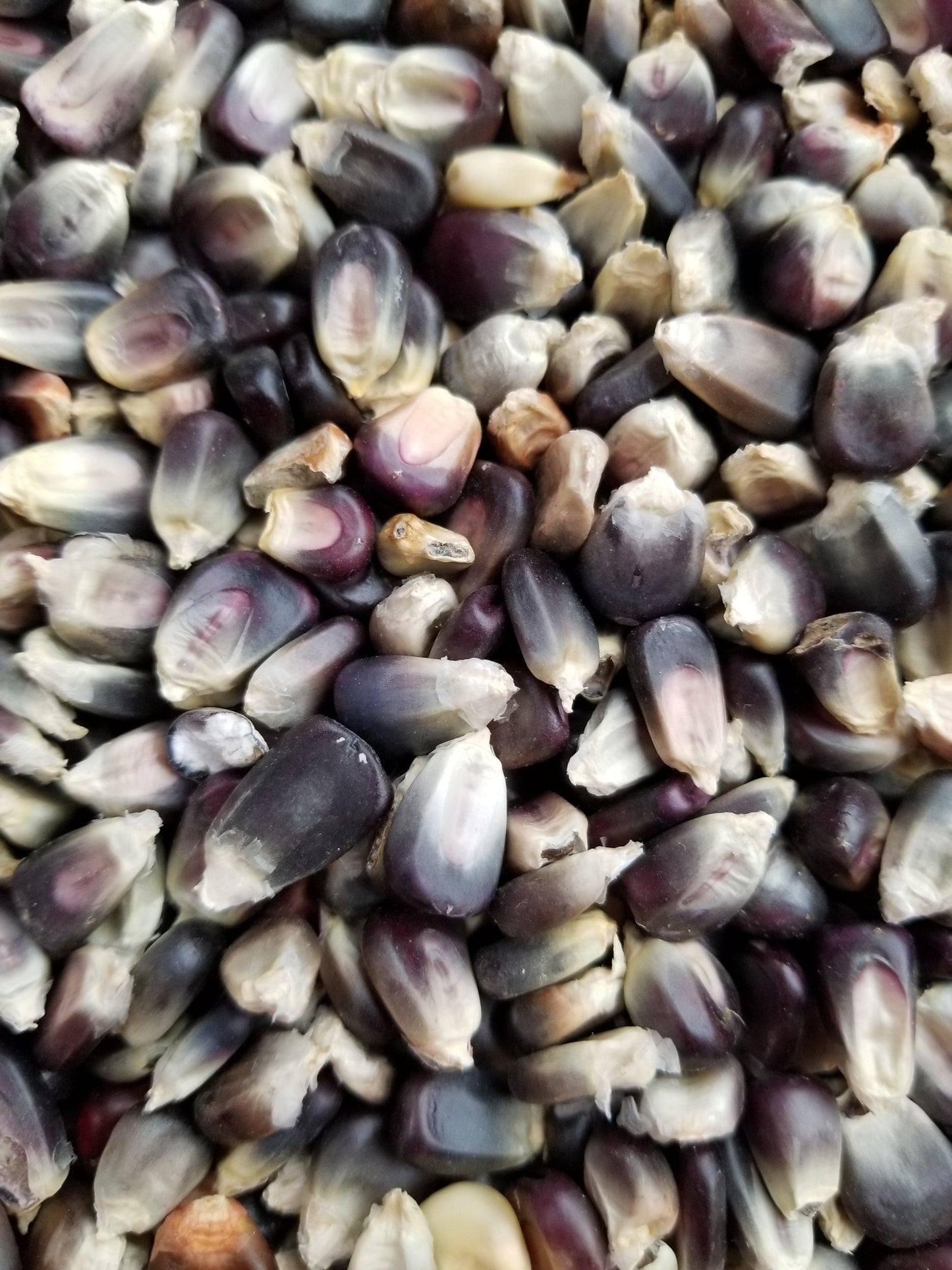 Ohio blue corn - beyond organic seeds