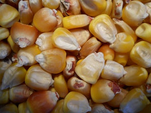 Truckers favorite. Yellow corn - beyond organic seeds