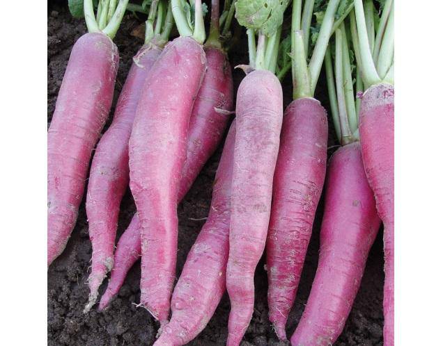 Pink Icicle Radish - beyond organic seeds