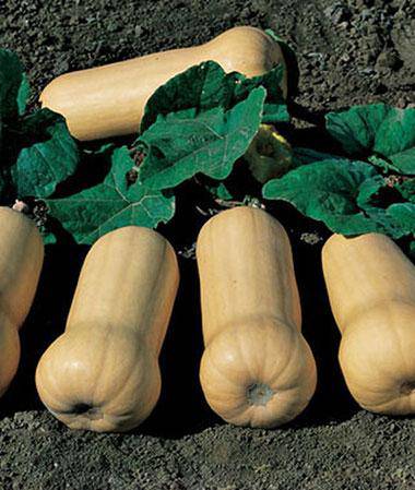 Ponca Mini Butternut - beyond organic seeds