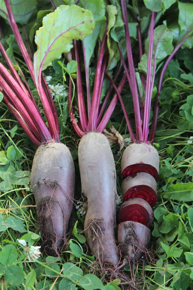 Cylindra Beet - beyond organic seeds