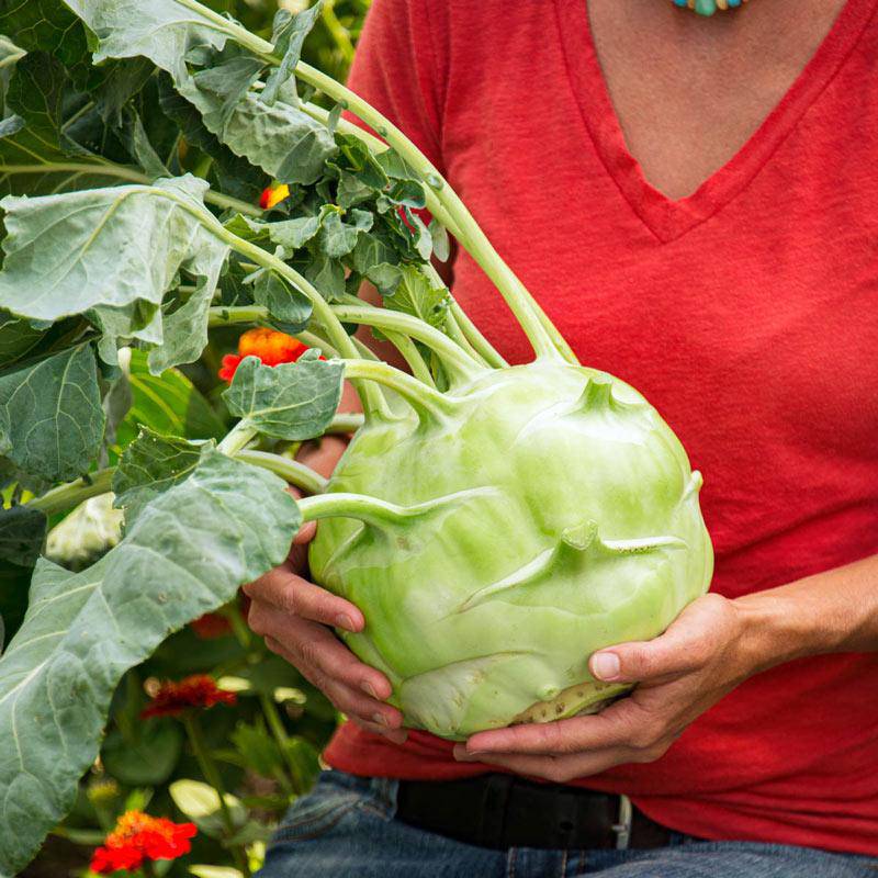 Kossak giant kohlrabi - beyond organic seeds