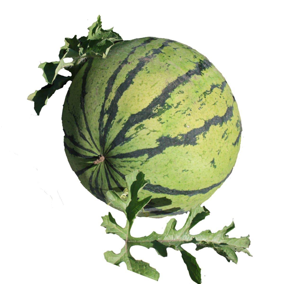 Cream of Saskatchewan Heirloom Melon - beyond organic seeds