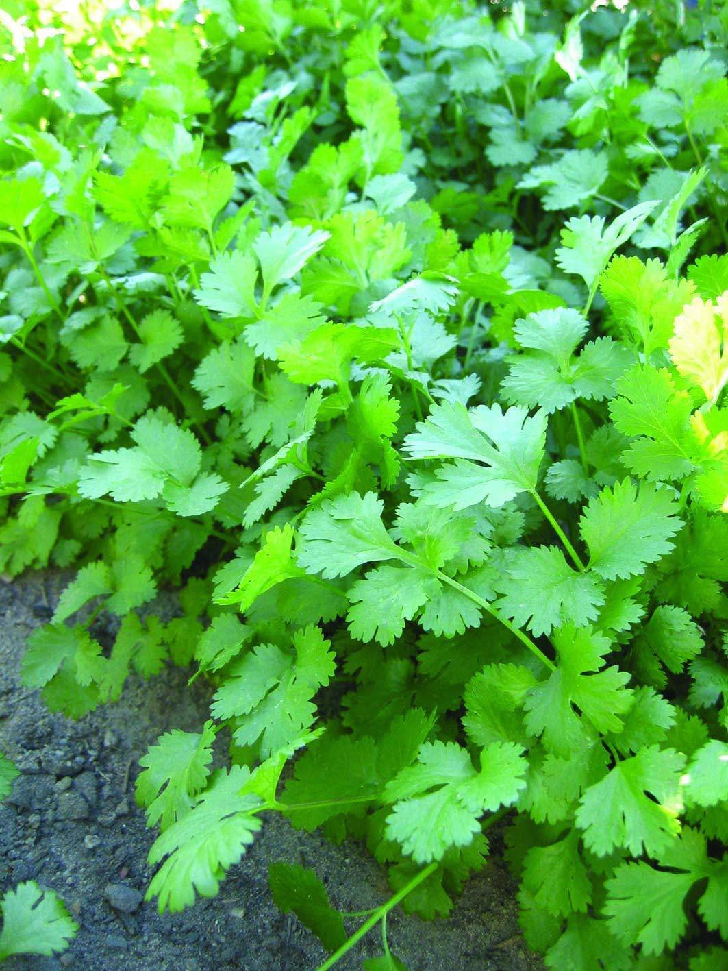 Leisure Coriander Cilantro - beyond organic seeds