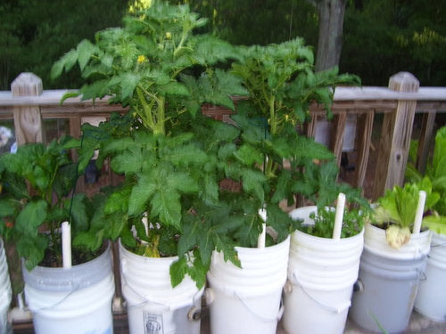 Big dwarf heirloom tomato - beyond organic seeds