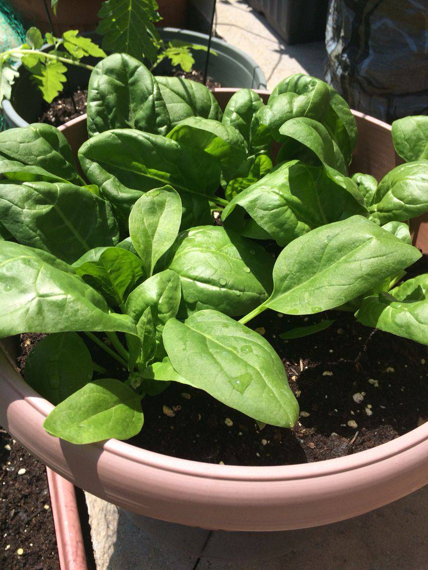 Giant Noble Spinach - beyond organic seeds