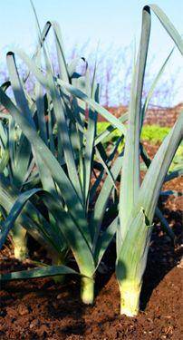 Giant Musselburgh Leek - beyond organic seeds