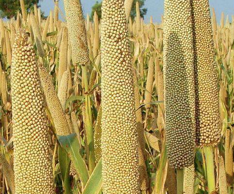 Pearl millet - beyond organic seeds