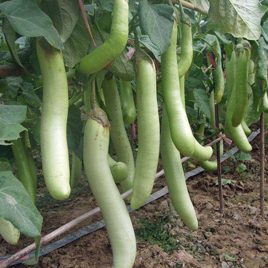 Louisiana Long Green Eggplant - beyond organic seeds