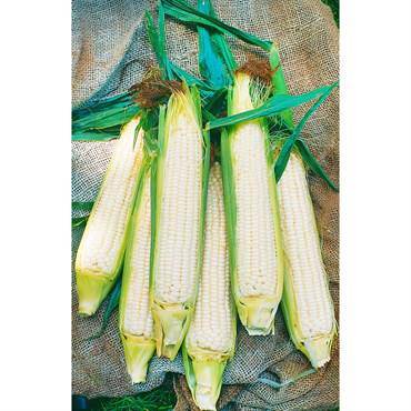 Giant White Corn Stalks - beyond organic seeds