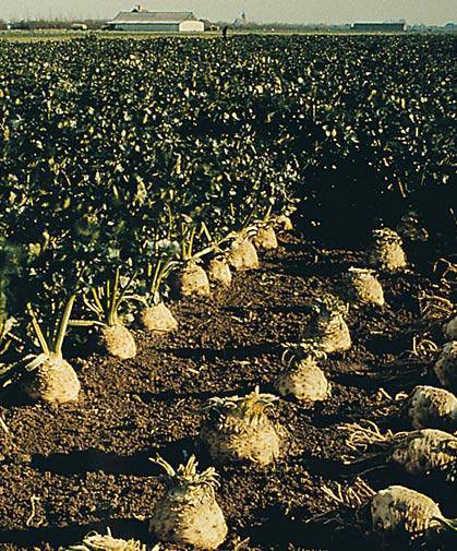 Celeriac Giant Prague - beyond organic seeds