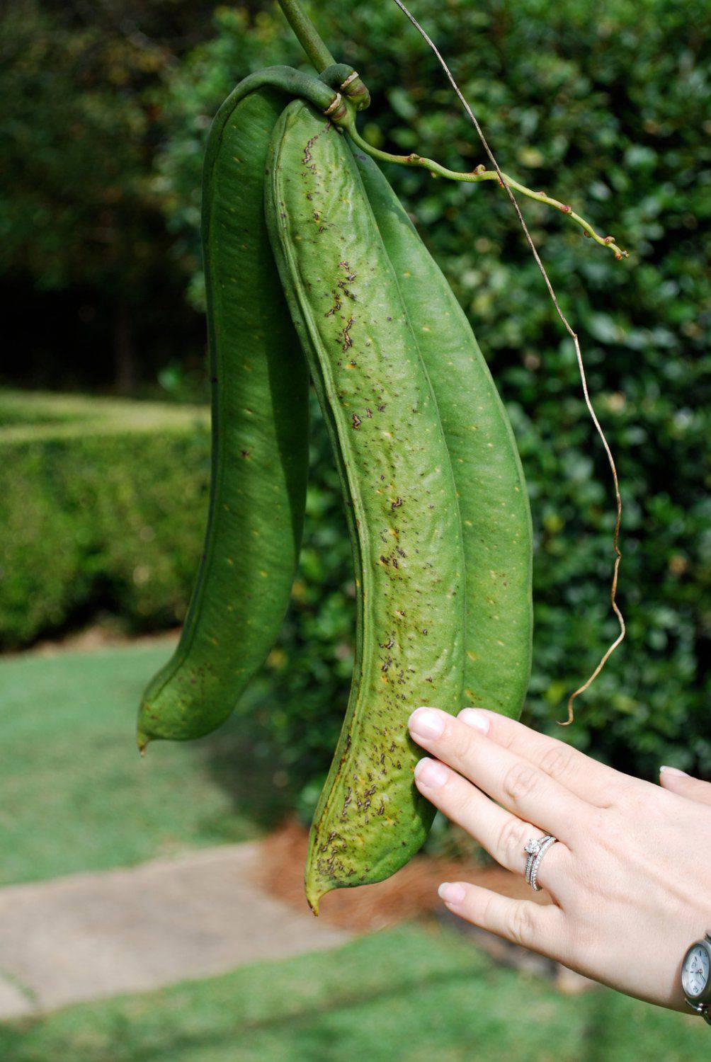 Giant sword beans   white - beyond organic seeds