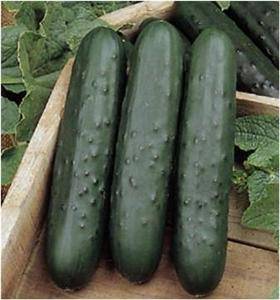 Poinsett 76 Heirloom Cucumber - beyond organic seeds