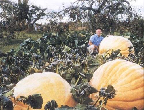 Atlantic Moon Pumpkin - beyond organic seeds