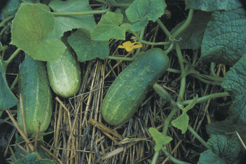 Pickling cucucmber assortment - beyond organic seeds