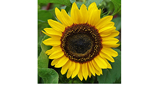 Domino sunflower