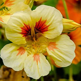 Peach melba nasturtium - beyond organic seeds