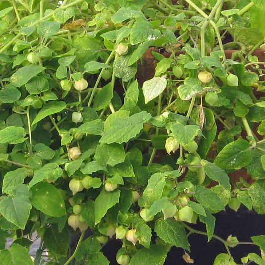 Aunt Molly's Heirloom Ground Cherry - beyond organic seeds