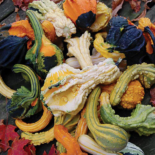 Large autumn winged gourd mix