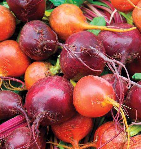 Premium Beet Mix - beyond organic seeds