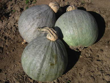 Baby blue hubbard squash - beyond organic seeds